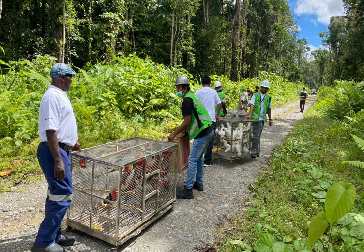 Situasi saat pelepasliaran 62 ekor Aves di kawasan hutan Kuala Kencana, Kabupaten Mimika, Papua Tengah, Sabtu (17/6/2023) (Foto:Istimewa))