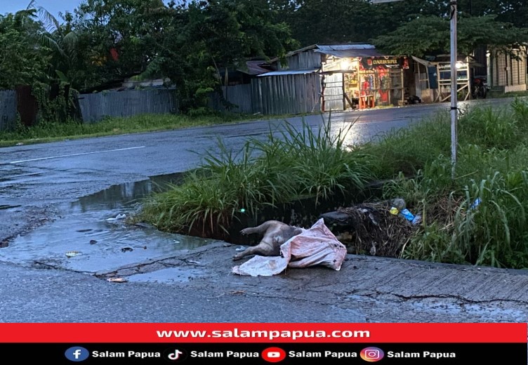 Warga Di Kelurahan Wania Mengeluhkan Bangkai Babi Dibuang Sembarangan