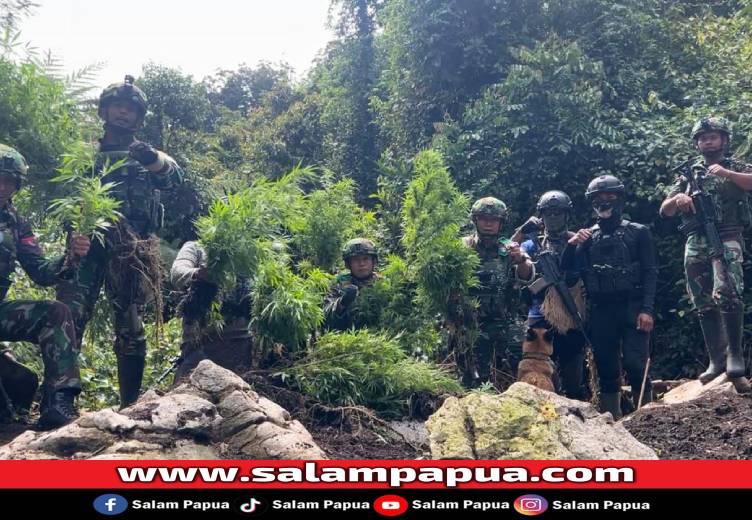 TNI Bongkar Ladang Ganja Di Dusun Ngutok Pegunungan Bintang