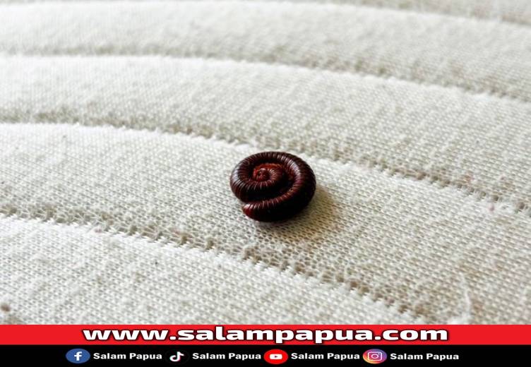 Begini Cara Mengusir Kaki Seribu Di Rumah Yang Ampuh Dan Aman