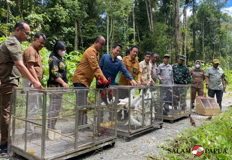 BBKSDA PAPUA BERSAMA FREEPORT MELEPASLIARKAN 62 EKOR AVES DI HUTAN KUALA KENCANA