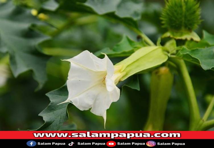 Kecubung, Bahaya Dan Cara Mengatasi Efek Sampingnya