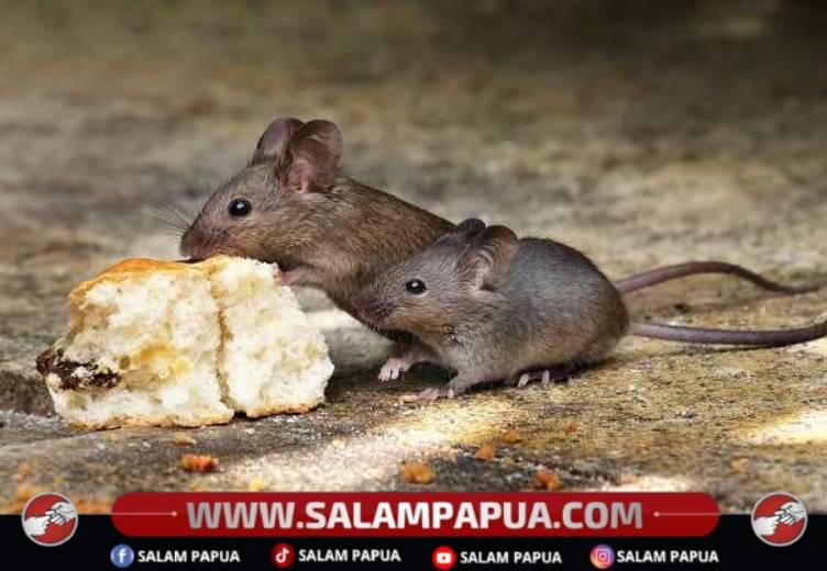 Pentingnya Mengusir Tikus Untuk Mencegah Berbagai Penyakit