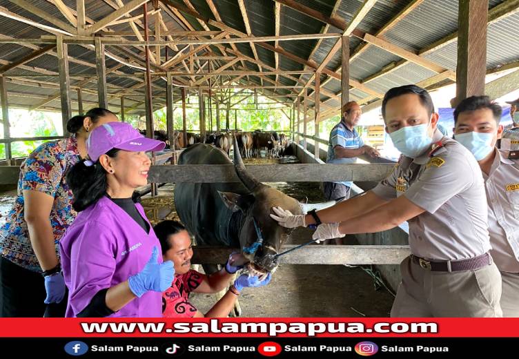 Disnakkeswan Mimika Siapkan 19 Petugas Di 16 Titik Pemeriksaan Hewan Kurban