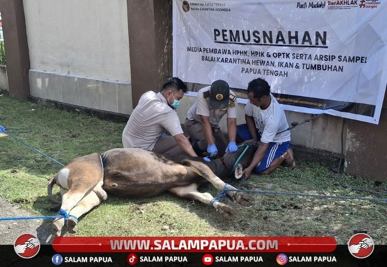 Karantina Papua Tengah Musnahkan Sapi Asal Tual Tanpa Dokumen Yang Masuk Ke Timika