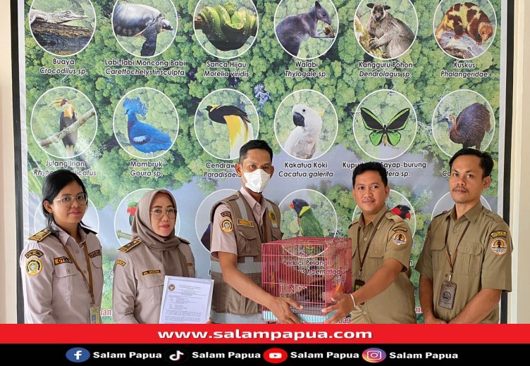 Karantina Pertanian Papua Tengah Tahan Satu Ekor Walabi Tak Berdokumen, Masyarakat Diminta Patuhi Aturan