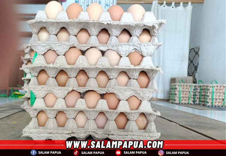 Harga Pakan Mahal, Telur Jumbo Di Timika Tembus Rp 80 Ribu Per Rak