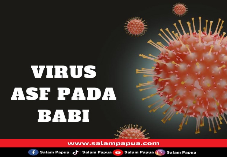 Babi Mati Di Timika Akibat Virus ASF Makin Bertambah Mencapai 4.250 Ekor
