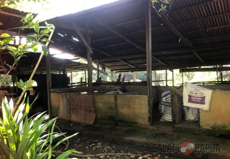 Virus ASF Di Mimika Terus Menyebar, Peternak Harap Pemkab Beri Solusi